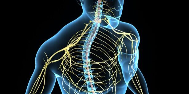 Detailed illustration of the human spine, nerves, and discs for back pain relief.